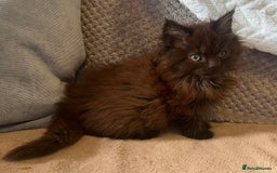 Maine Coon cats for sale: Maine coon kittens - Image 5