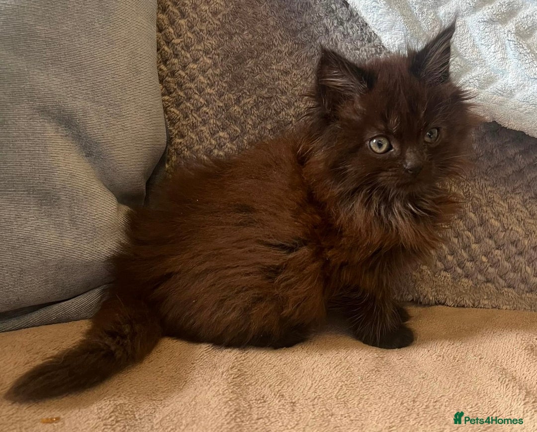 Maine Coon cats for sale: Maine coon kittens - Image 5