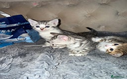 Bengal cats for sale: Stunning silver bengal cross - Image 14