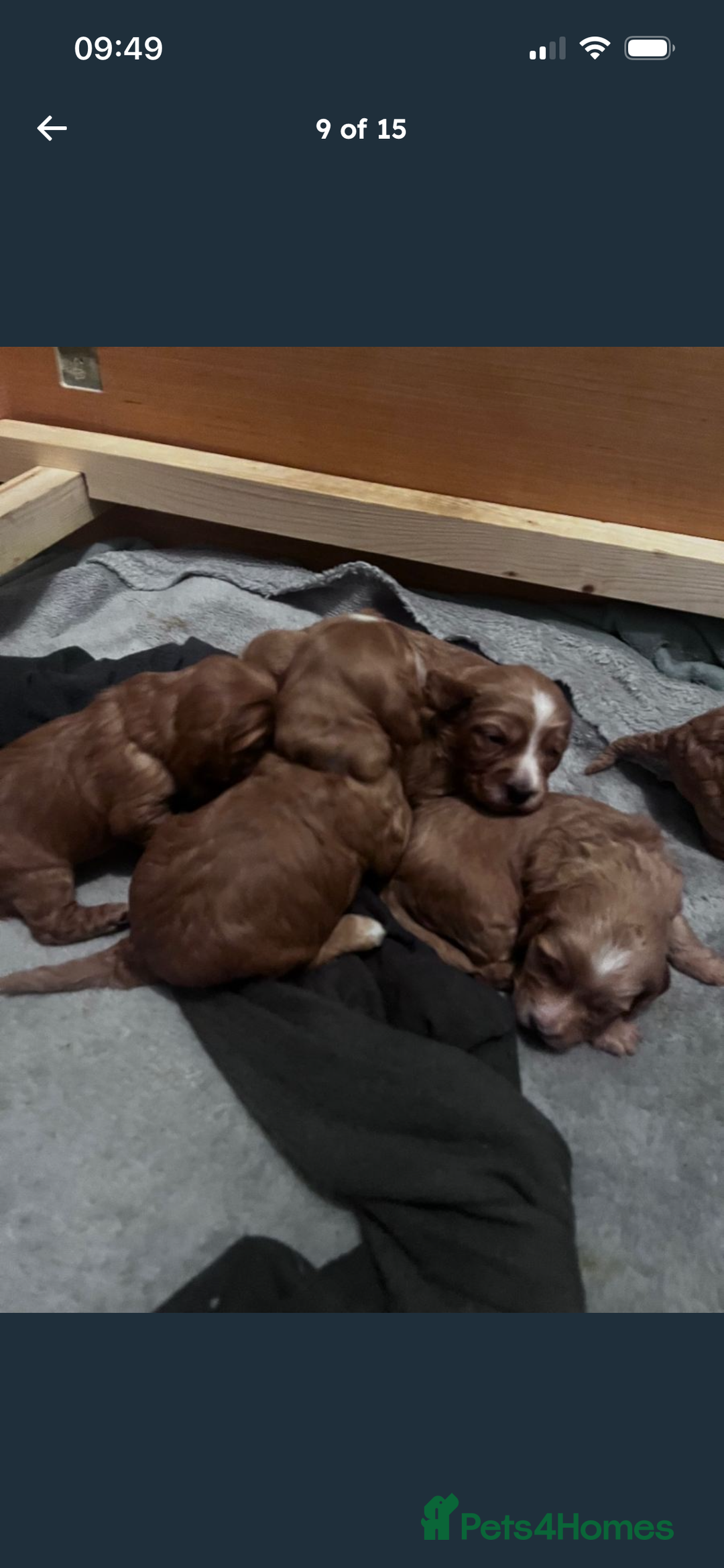 Cockapoo dogs for sale: F2 cockapoo puppies available  - Advert 8