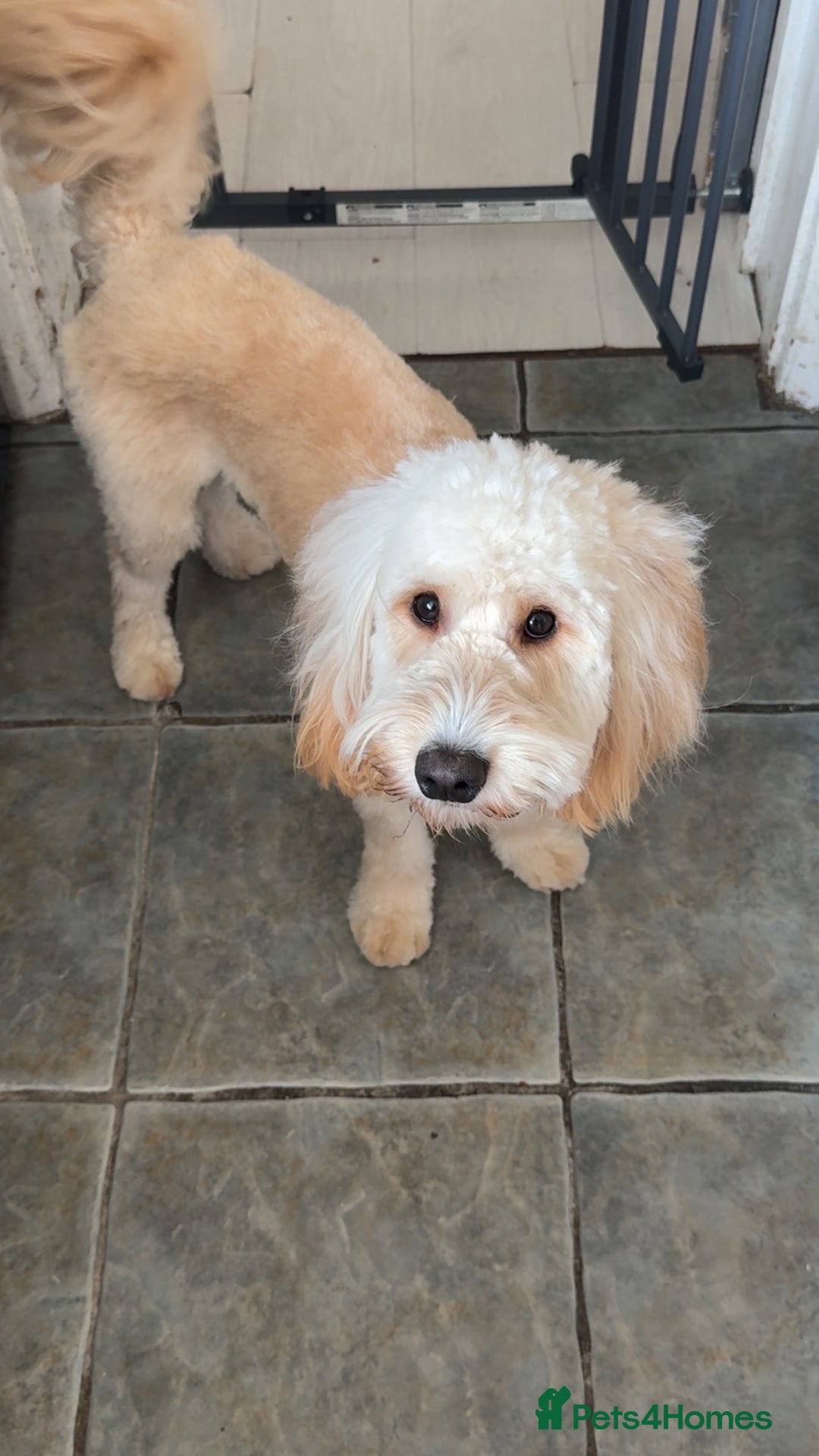 Cockapoo dogs for sale: Loving home needed for our dog Fergie - Image 1