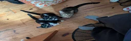 Mixed Breed cats for sale: Lovely variety pack of kittens  in Penzance - Advert 1
