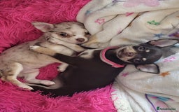 Chihuahua dogs for sale: Chihauhuas For Sale - Image 6