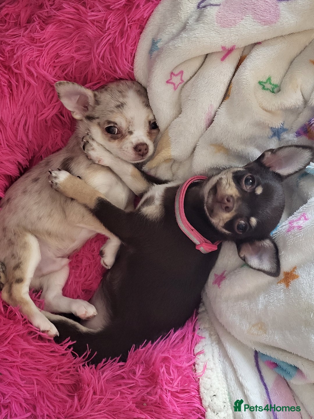 Chihuahua dogs for sale: Chihauhuas For Sale - Image 6
