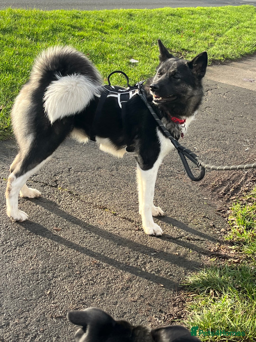 Akita dogs for sale: Akita Skye  - Advert 5