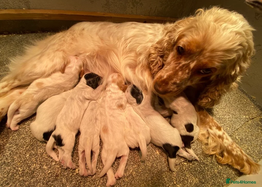 Cocker Spaniel dogs for sale: KC registered Cocker Spaniel Pups For Sale - Advert 10