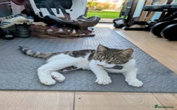 Mixed Breed cats for sale: 7 months old kitten in Leeds - Image 3