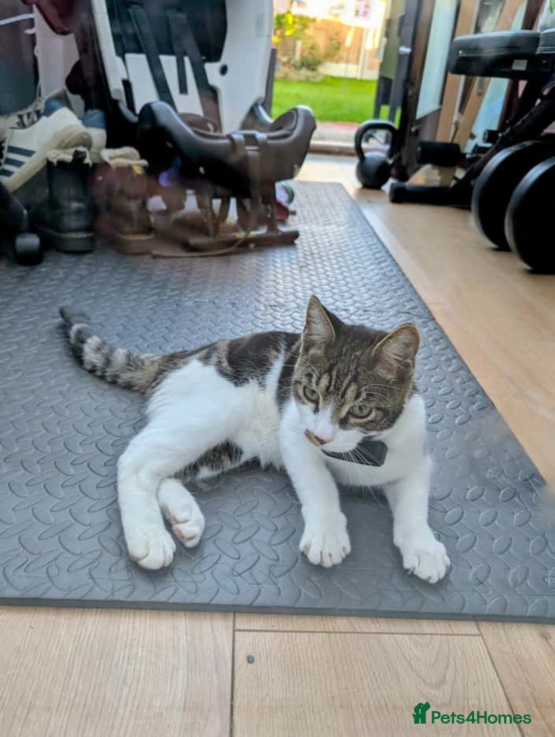 Mixed Breed cats for sale: 7 months old kitten in Leeds - Image 3