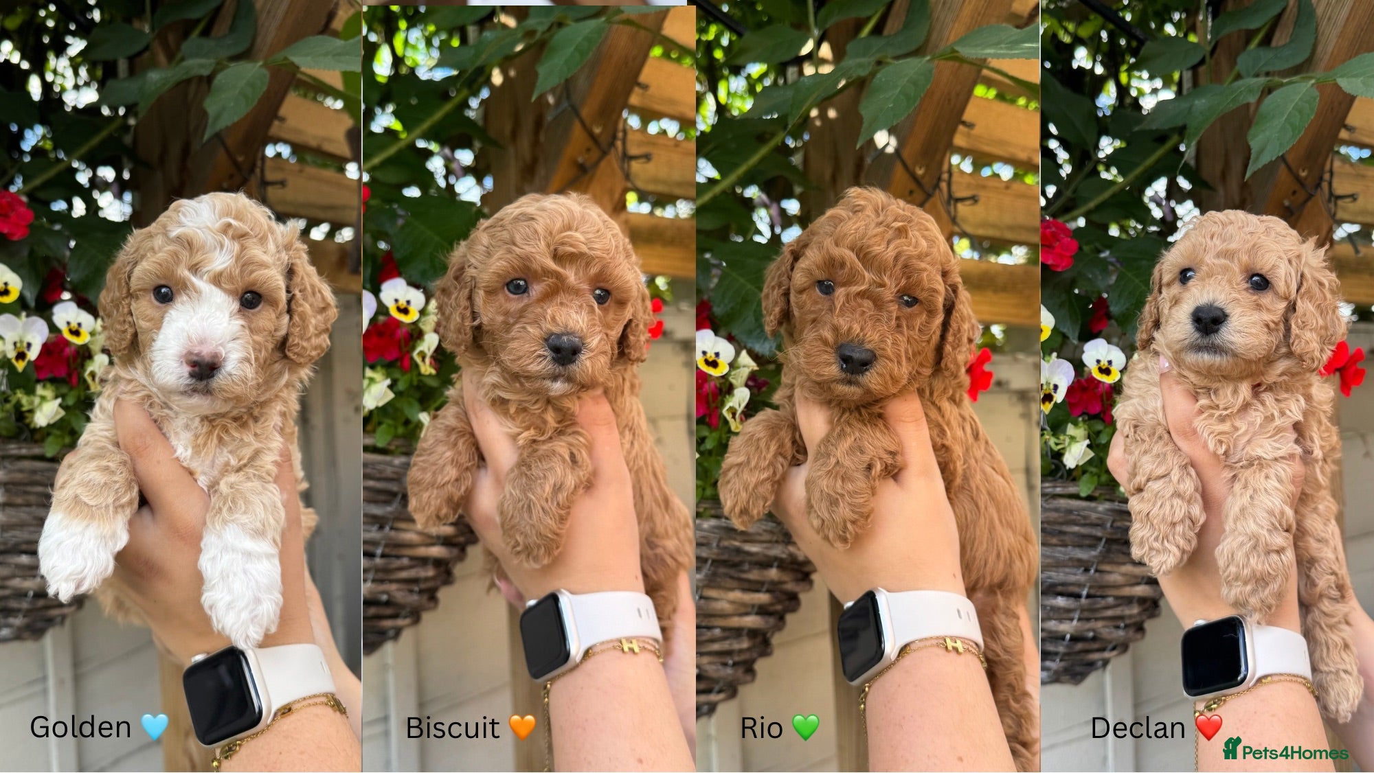 Poochon dogs DNA health tested Poochon Puppies 🐶  - Advert 1