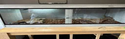 Boa Snake reptiles for sale: Male and female Suriname redtails in Stockton-on-Tees - Advert 4
