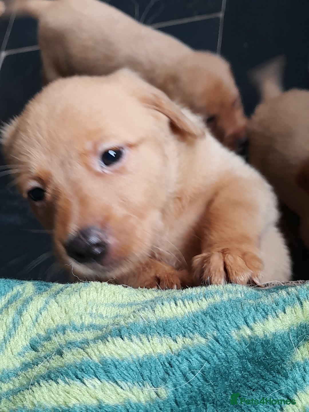 Labrador Retriever dogs for sale: Red fox labrador puppy's  - Image 24