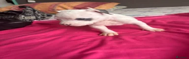 American Bully 11
