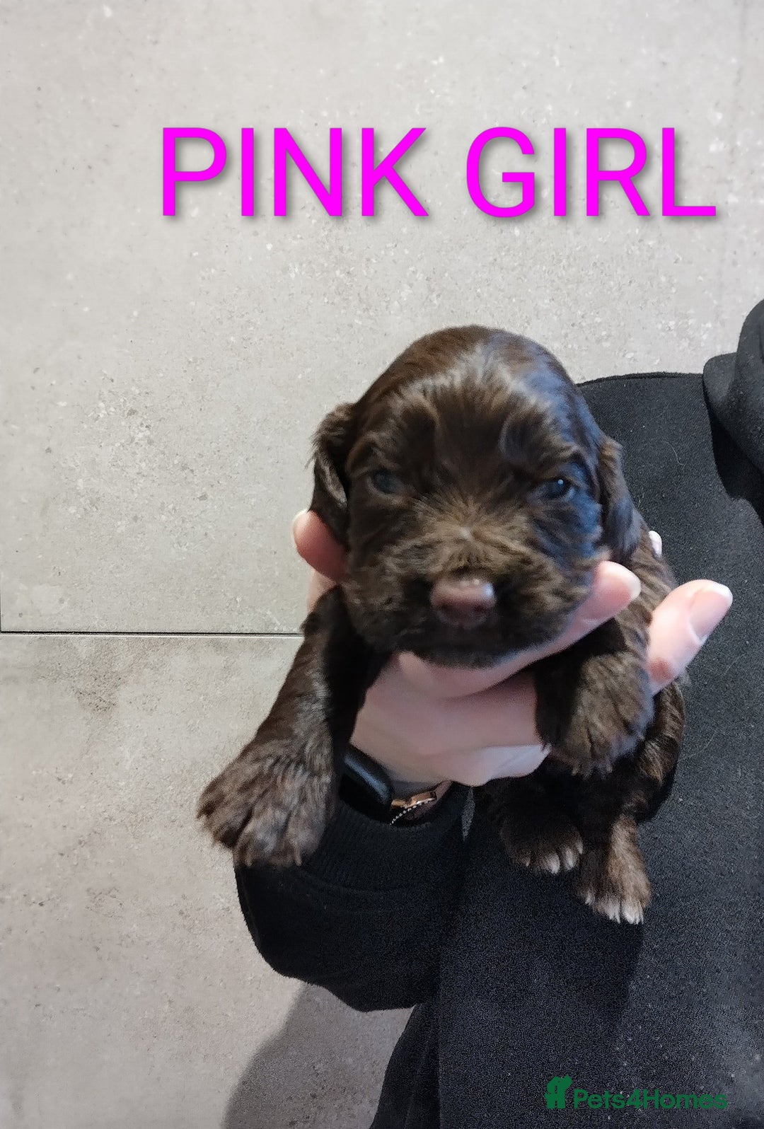 Cocker Spaniel dogs for sale: KC pups  - Advert 4