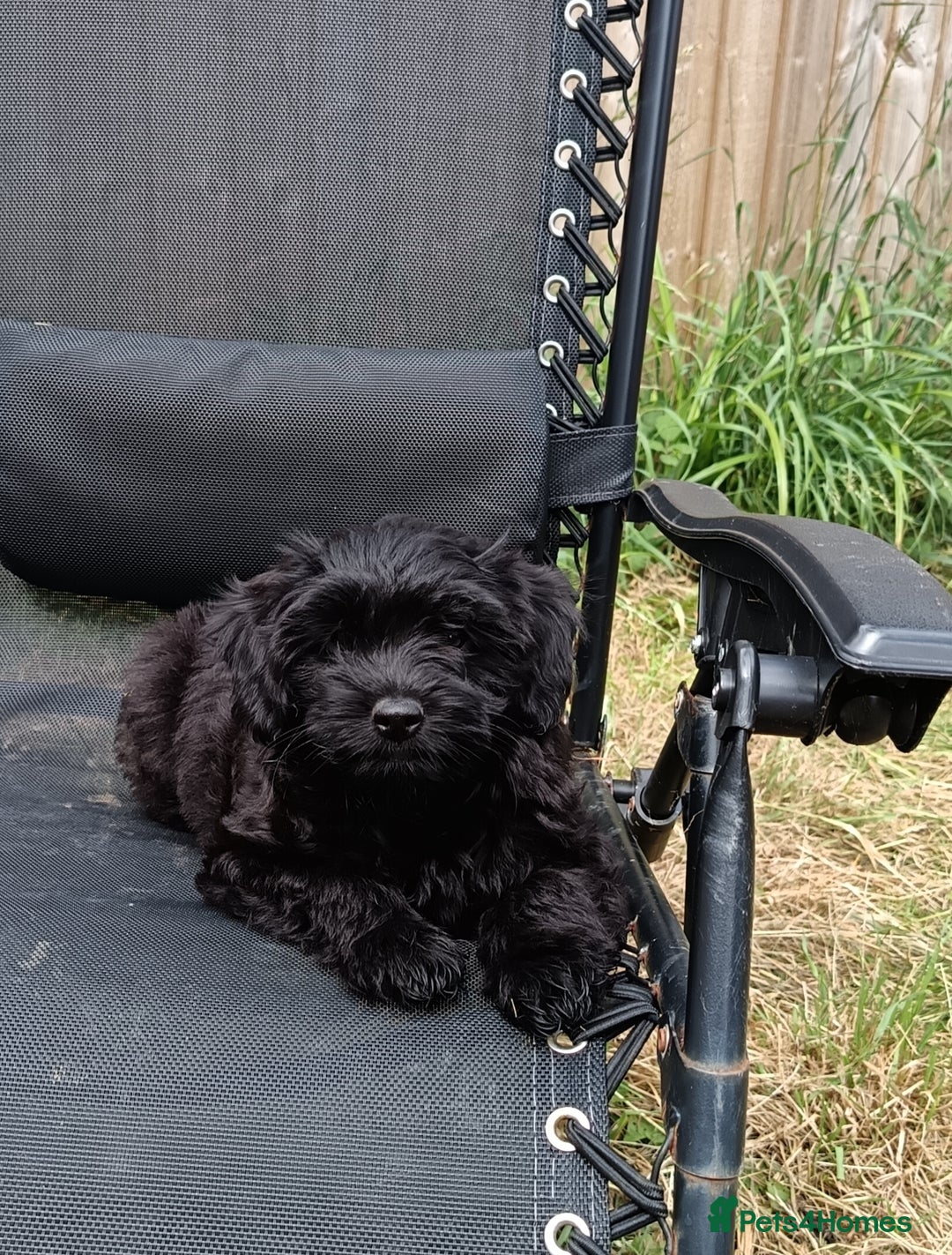 Mixed Breed dogs for sale: Pomapoo puppies  - Image 13