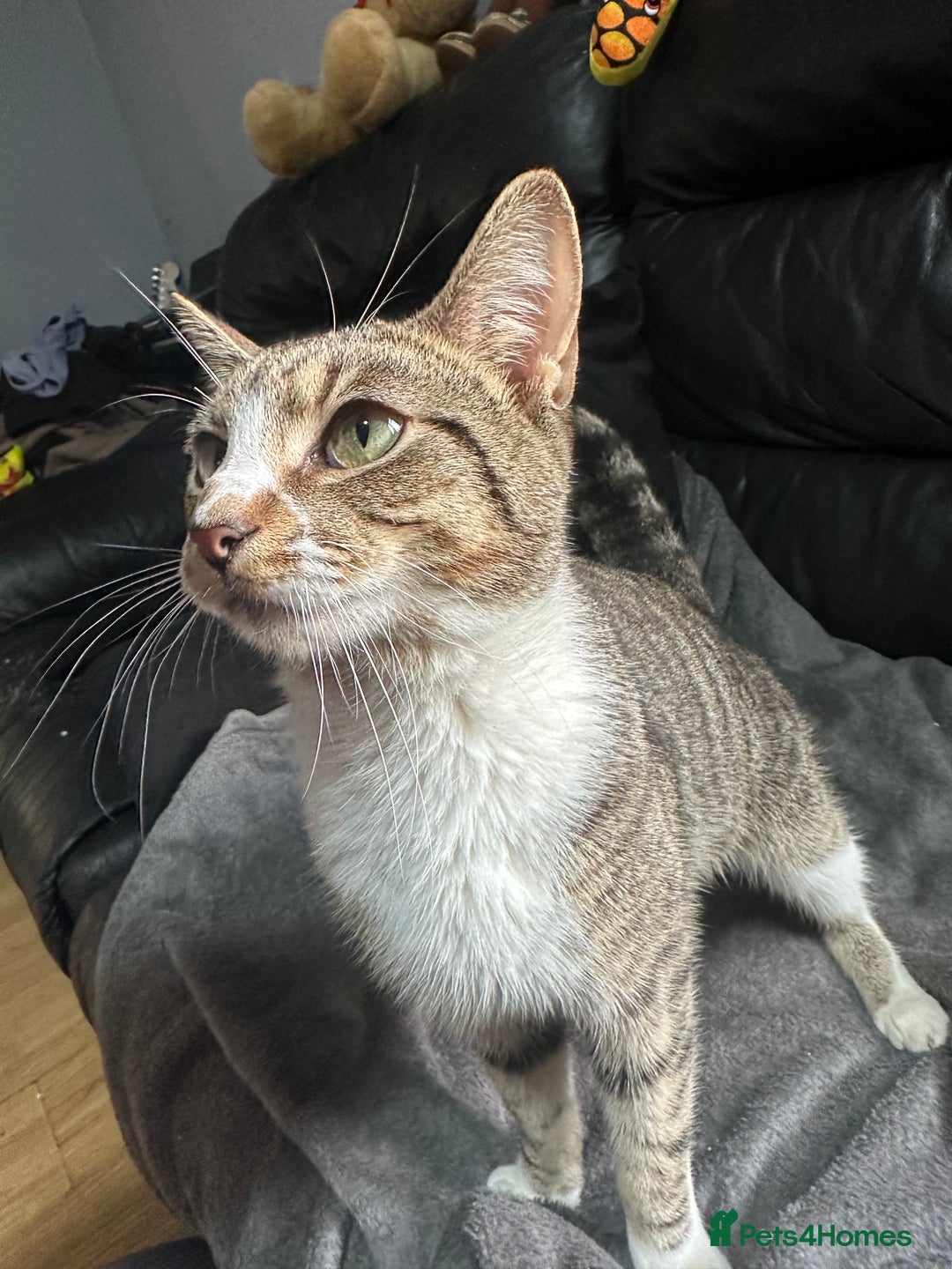 Mixed Breed cats for sale: Tabby male cat (Desmond)  - Advert 4