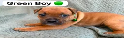 Staffordshire Bull Terrier dogs for sale: Stunning Red Staffordshire Bull Terrier Puppies - Advert 11