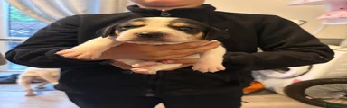 Beagle Puppy 1