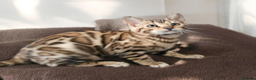 Bengal cats for sale: bengal  - Advert 4