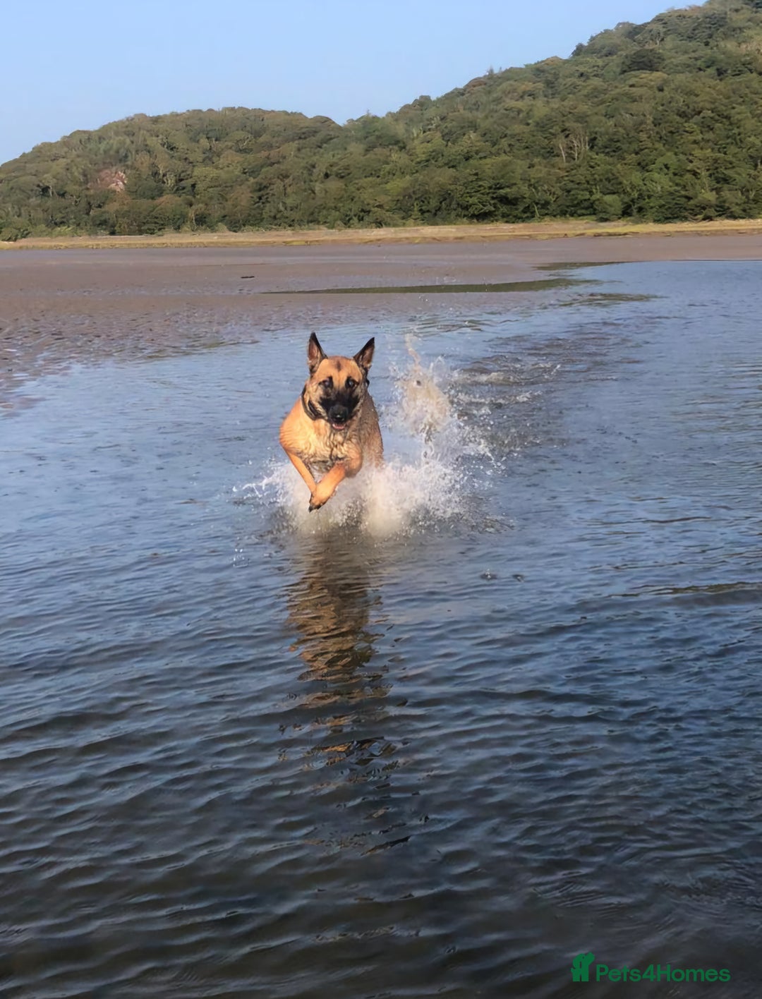 Belgian Shepherd Dog dogs for sale: Belgian Malinois is due before 5th of January - Advert 6