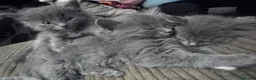 Mixed Breed cats for sale: Kittens - Advert 7