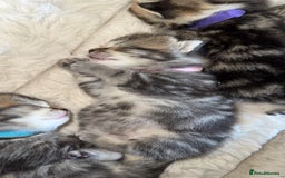 British Shorthair cats for sale: British short hair kittens  - Image 12