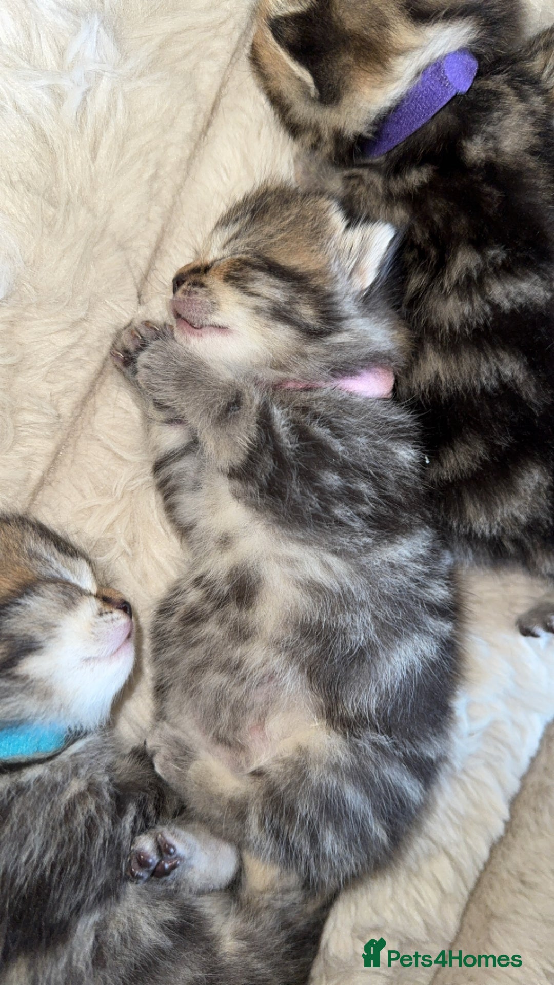 British Shorthair cats for sale: British short hair kittens  - Image 12