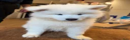 Samoyed dogs for sale: Beautiful pedigree kc Samoyed  - Advert 5