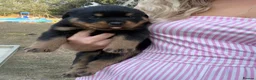Rottweiler dogs for sale: Beautiful Rottweiler Pups  - Advert 9