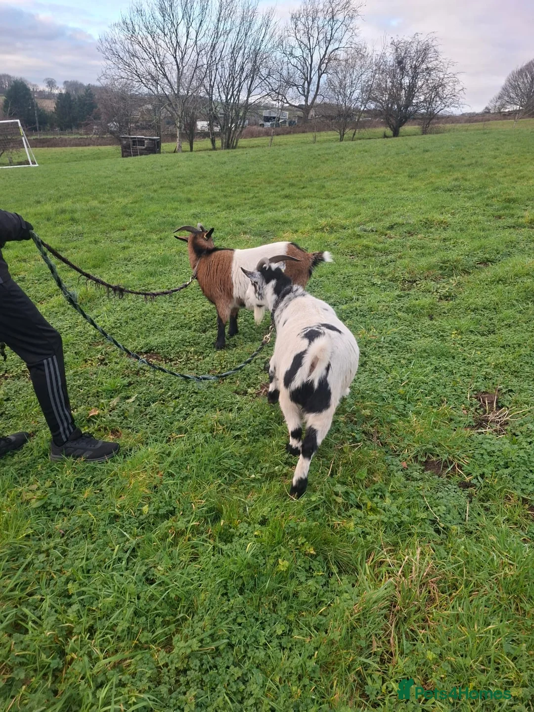 Goats livestock for sale: PygmyxNigerian male goats - Advert 5