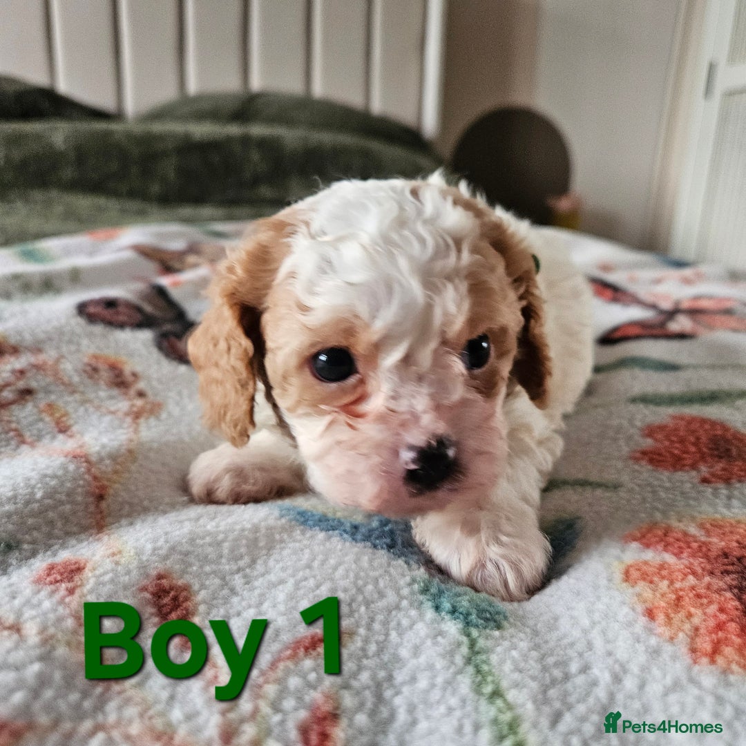 Cavachon dogs for sale: Cavachons. Beautiful Bundles of Fluff  - Advert 6