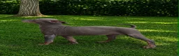 Mixed Breed dogs for sale: American Hairless Terrier Puppies  - Advert 10
