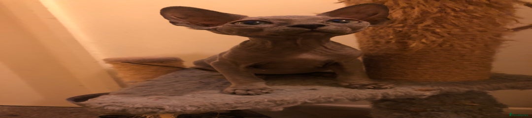 Sphynx Kitten 2