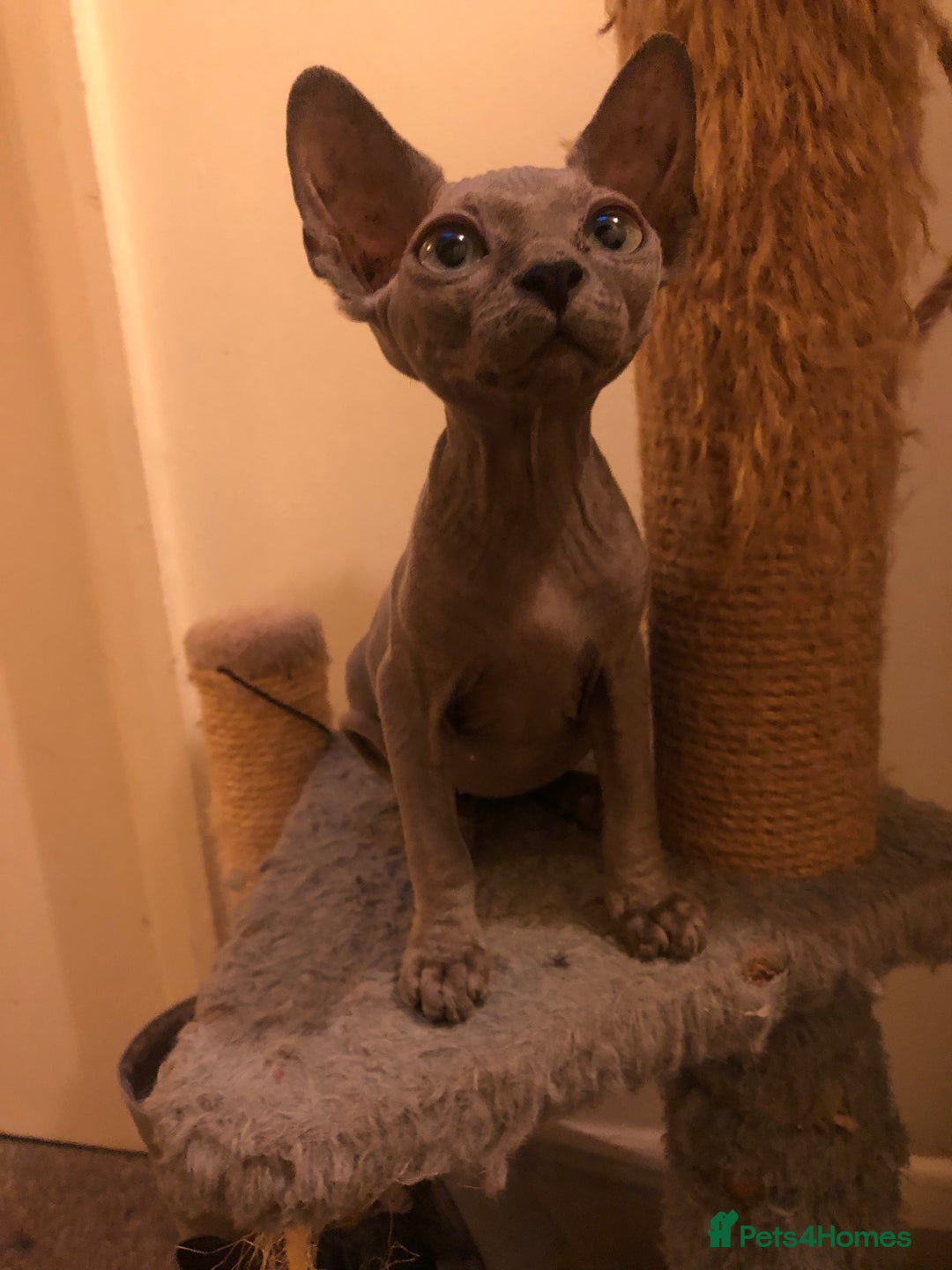 Sphynx cats for sale: I have a kitten of 4 Sphynx cat  - Image 2