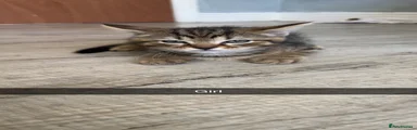 Domestic Shorthair 3