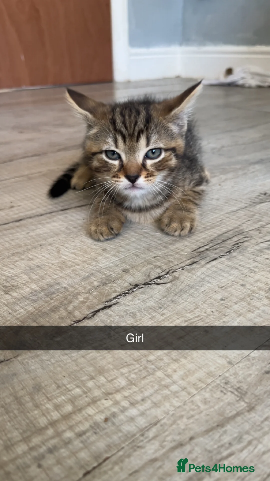Domestic Shorthair cats for sale: Brown mackerel tabby domestic shorthair - Advert 2