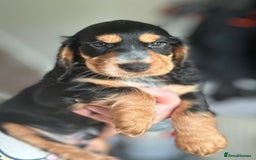 Cocker Spaniel dogs for sale: Five star rating Cocker spaniel puppies ⭐️⭐️⭐️⭐️⭐️ - Image 16