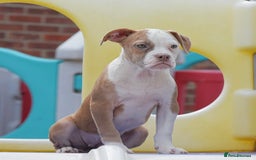 Olde English Bulldogge dogs for sale: Why Settle for Less? 5⭐️Rated,23 years experience  - Image 5