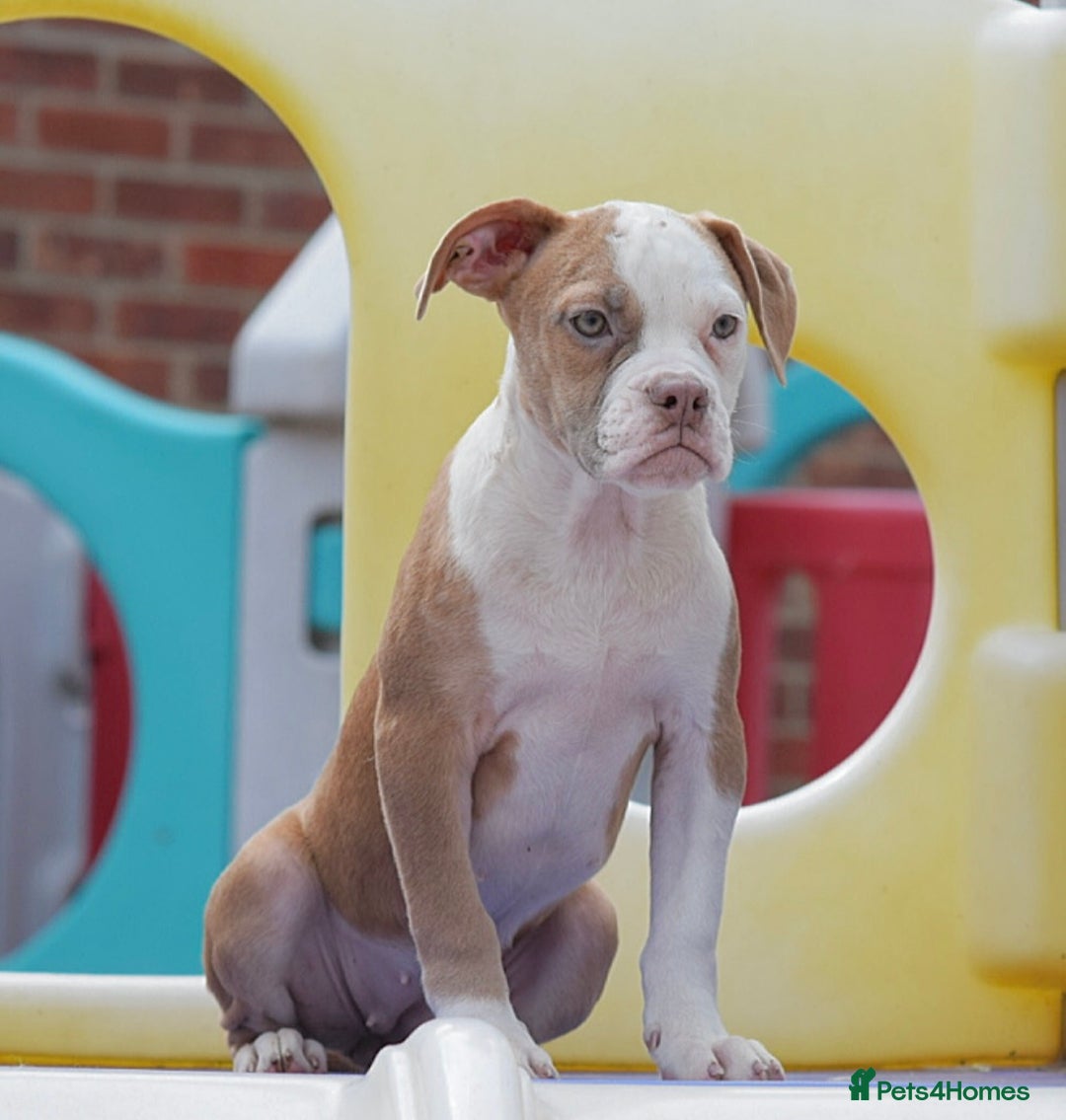 Olde English Bulldogge dogs for sale: Why Settle for Less? 5⭐️Rated,23 years experience  - Image 5