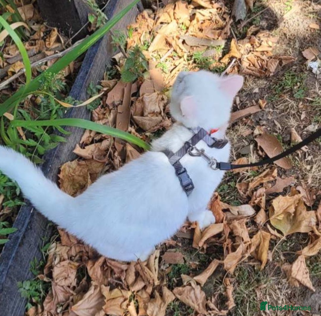 British Shorthair cats for sale: Snow White Pedigree British Shorthair  - Advert 5