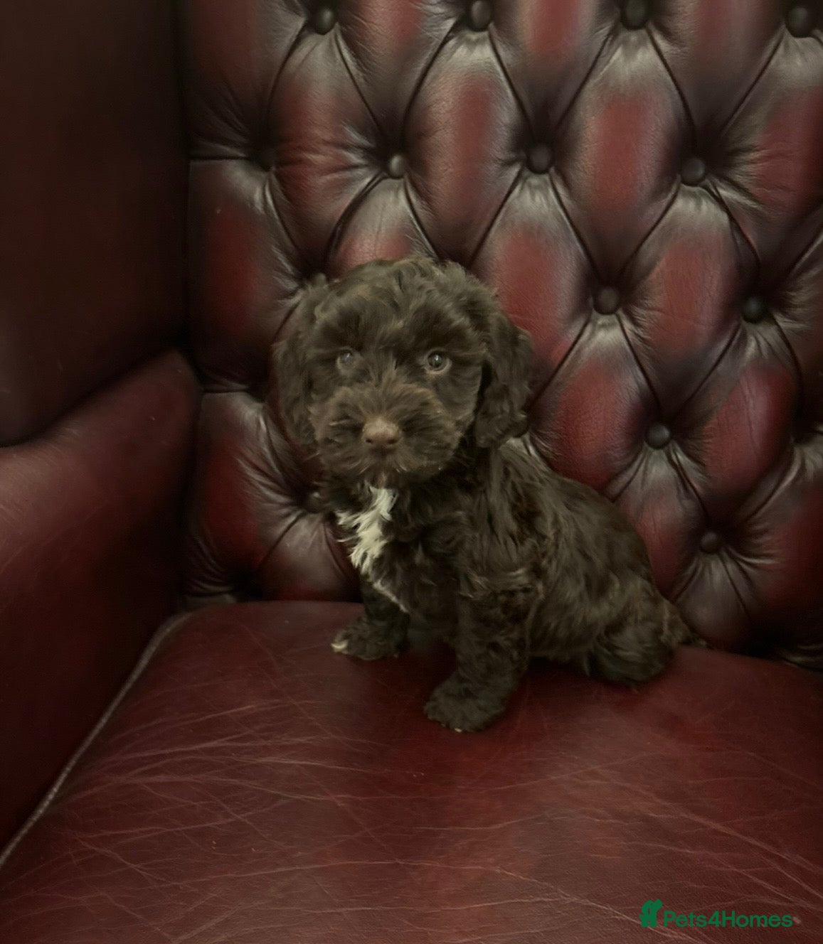 Cockapoo dogs for sale: Beautiful cockapoo puppy’s - Advert 21