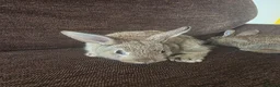 Mixed Breed rabbits for sale: Wee Rabbits in Ballymena - Advert 15