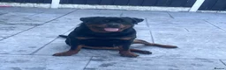 Rottweiler dogs for sale: Beautiful Chunky Rottweiler Puppys - Advert 15