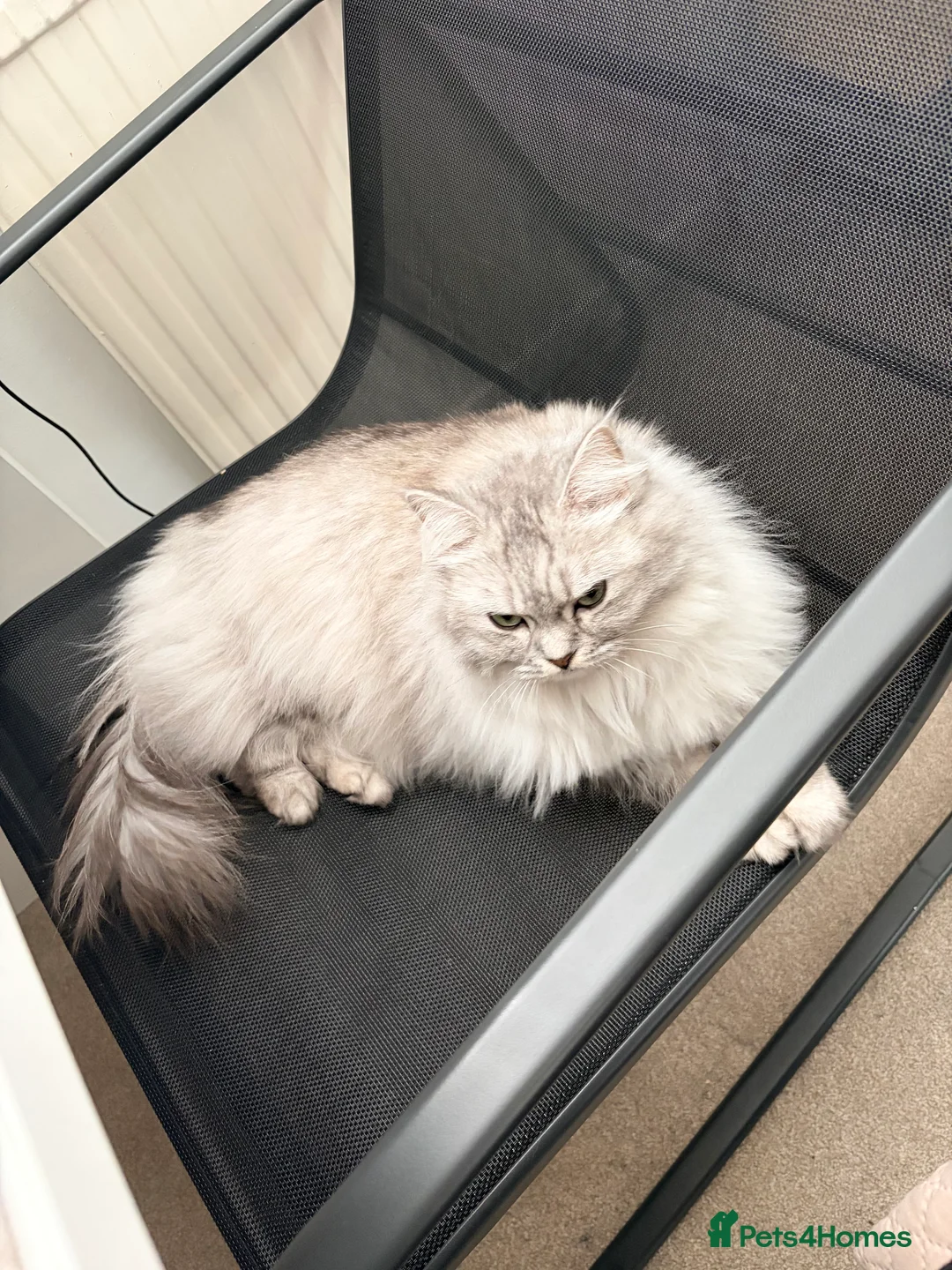RagaMuffin cats for sale: Elsa - 3 Year Old RagaMuffin in Leeds - Advert 3