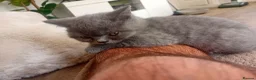 British Shorthair cats for sale: BRITISH SHORTHAIR - READY TO LEAVE  - Advert 11