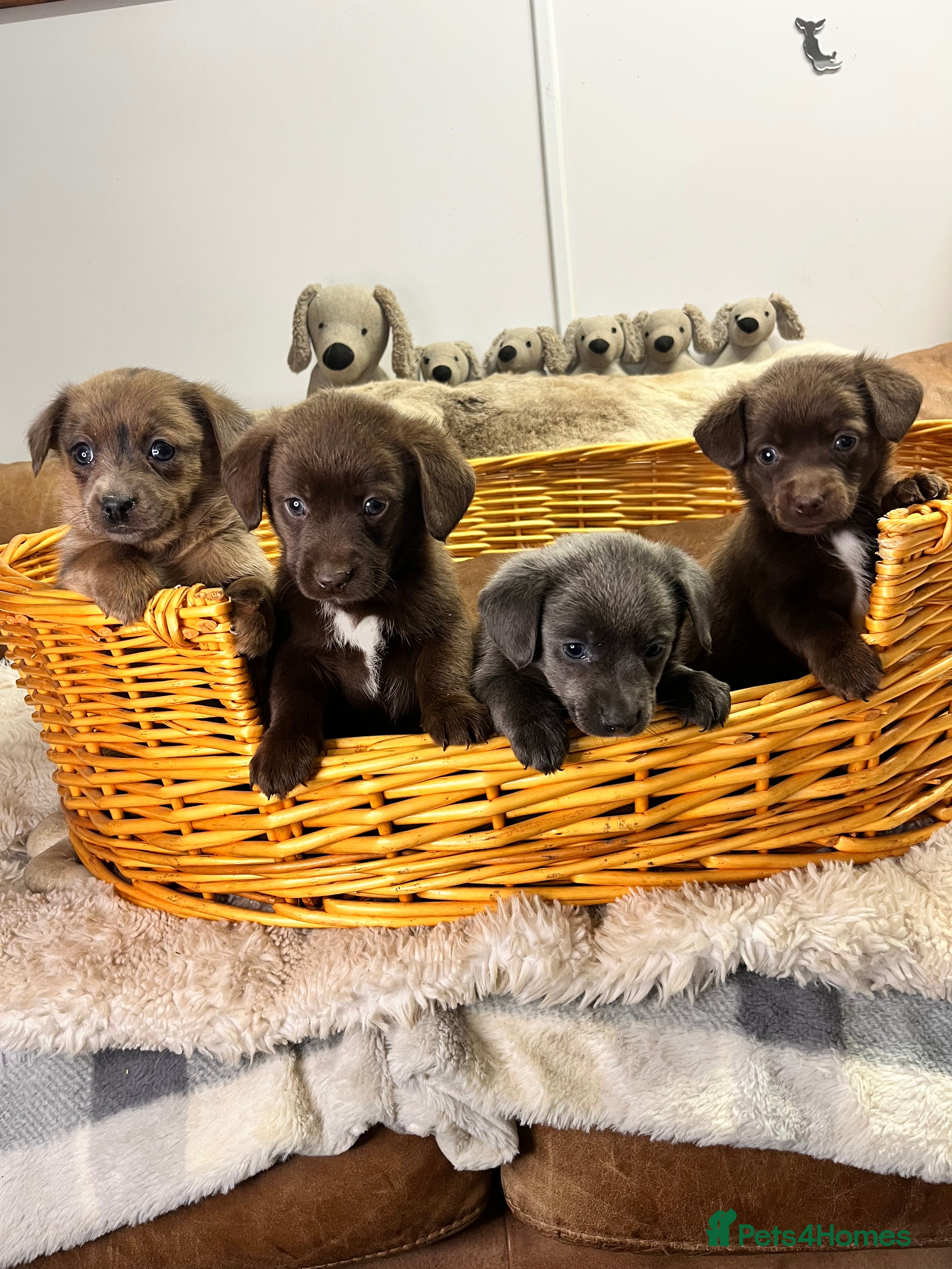 Mixed Breed dogs Stunning Damaranian  - Advert 2