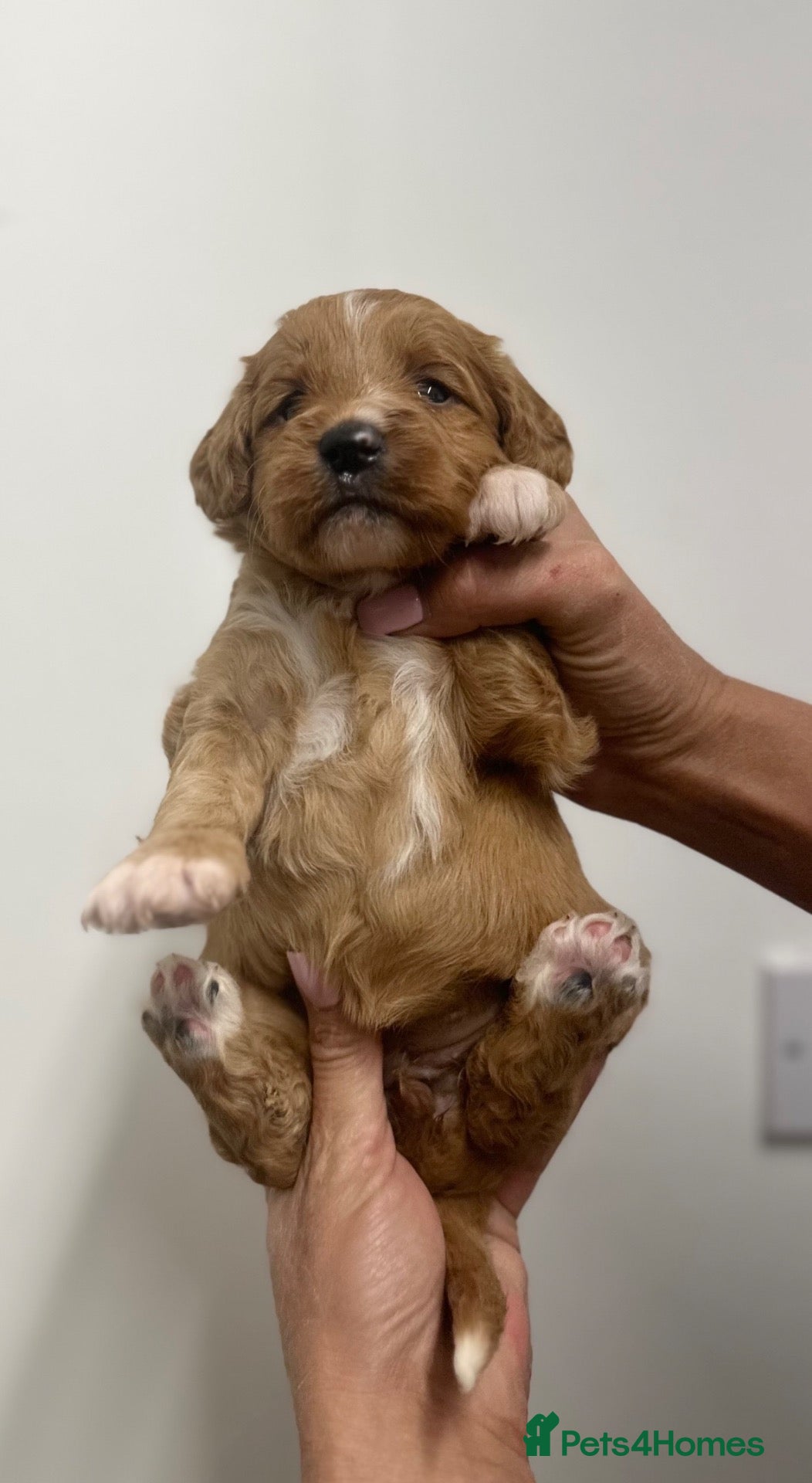 Cockapoo dogs Stunning cockapoos looking for forever homes - Advert 14