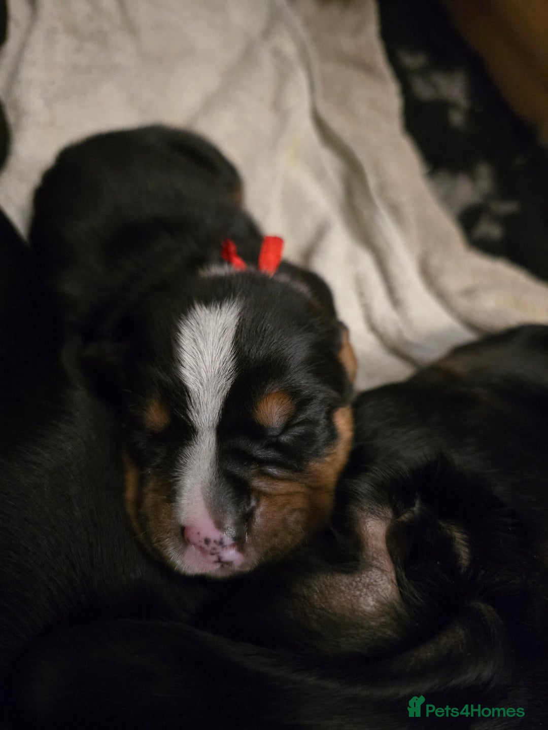 Mixed Breed dogs for sale: Sprocker puppies ready 10th Jan - Advert 9