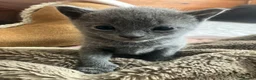 Russian Blue cats for sale: grey-furred russian blue - Advert 4