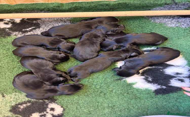 Labrador Retriever dogs - Advert 16