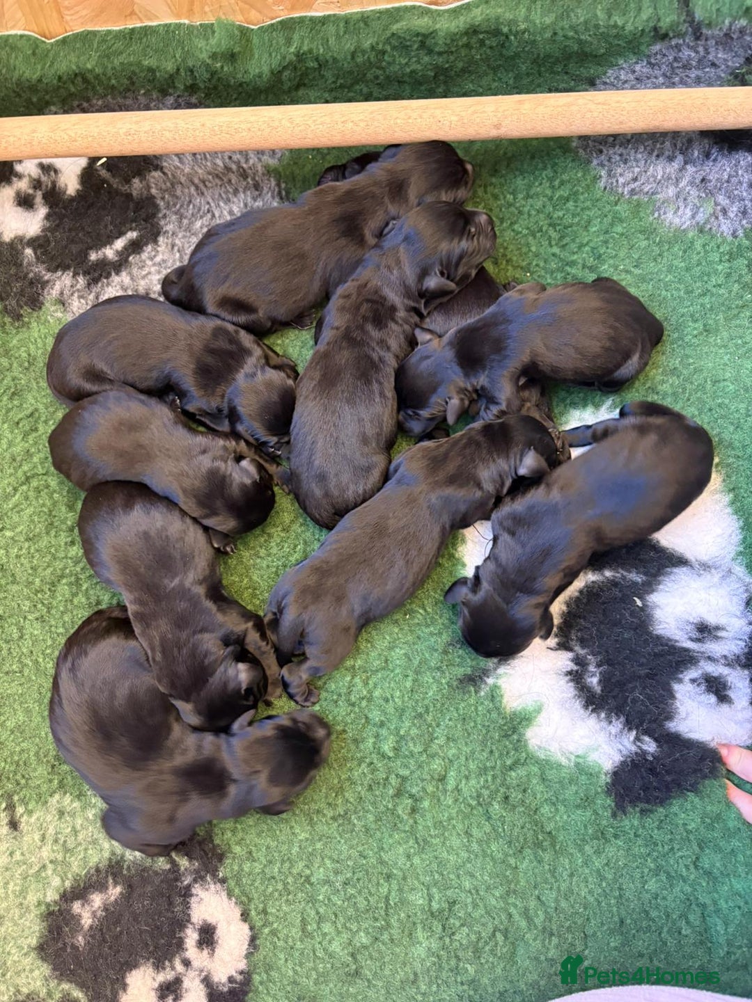 Labrador Retriever dogs for sale: Labrador retriever puppies  - Image 1